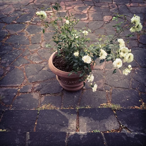 Pot en céramique avec roses blanches — Photo