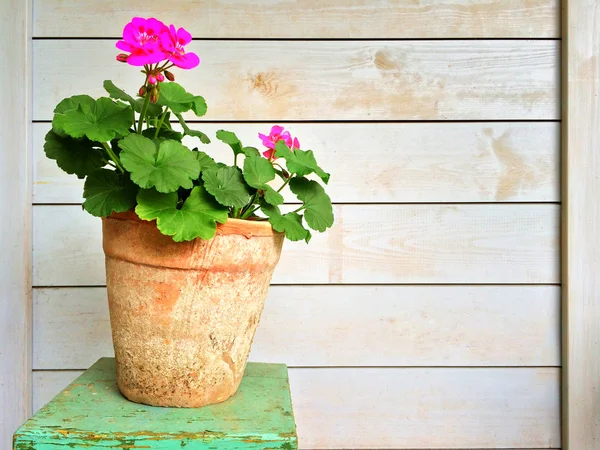 Géranium dans un vieux pot d'argile — Photo