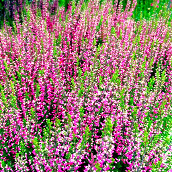 Schöne blühende Heide — Stockfoto