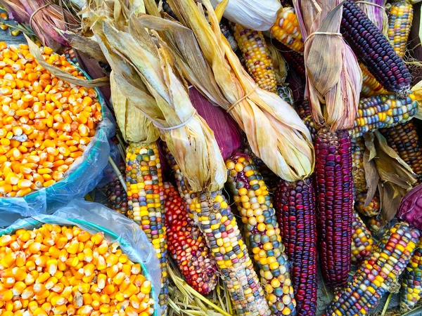 Variedad de maíz colorido — Foto de Stock