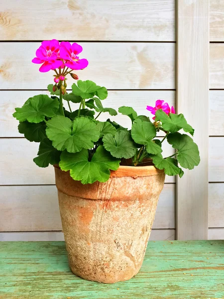 Blooming geranium in old clay pot — Stock Photo, Image