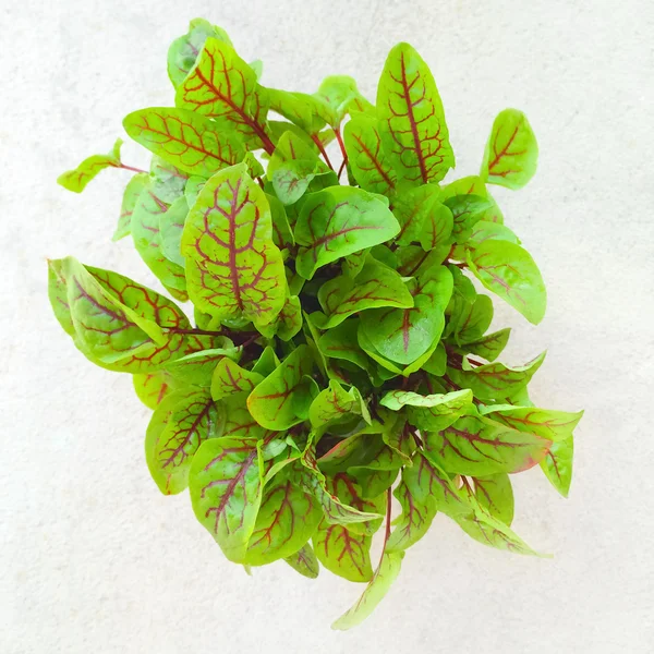 Fresh green sorrel leaves — Stock Photo, Image