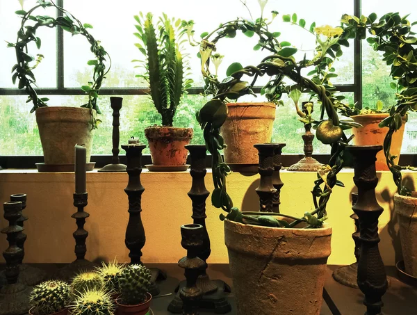 Πράσινα φυτά μέσα σε πήλινα κιούπια διακόσμηση ένα παράθυρο — Φωτογραφία Αρχείου