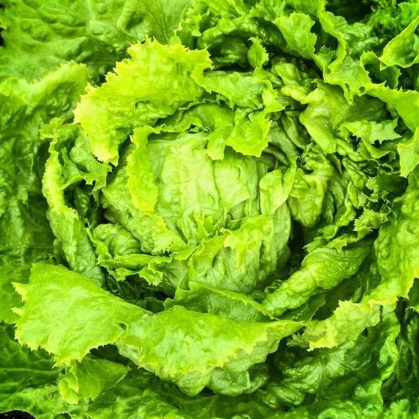 Green iceberg lettuce — Stock Photo, Image