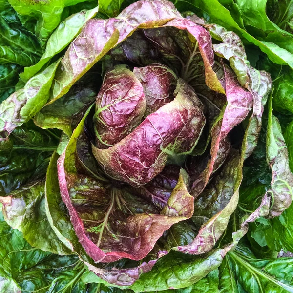 Red and green lettuce — Stock Photo, Image