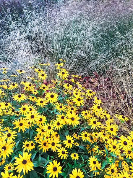 Amarillo brillante daises en un jardín de verano — Foto de Stock