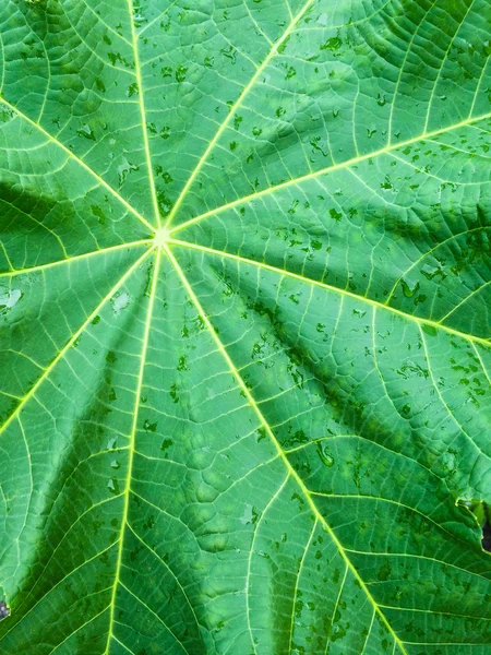 Grünes Blatt in Regentropfen — Stockfoto