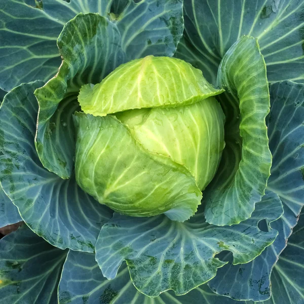 Close-up of green cabbage — Stock Photo, Image