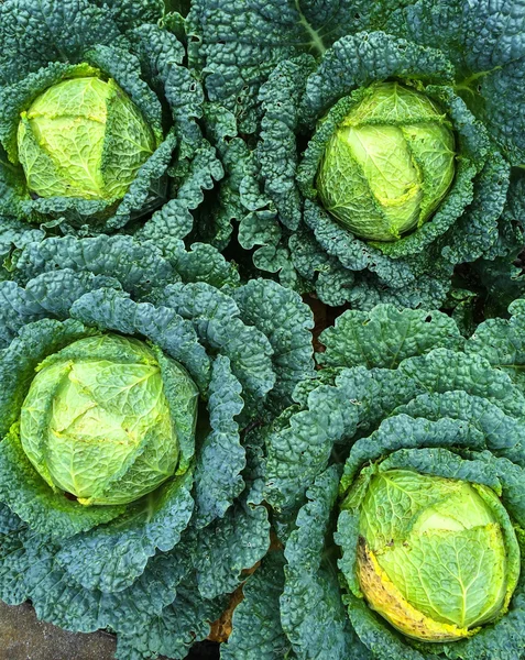 Savoy cabbage in the garden — Stock Photo, Image