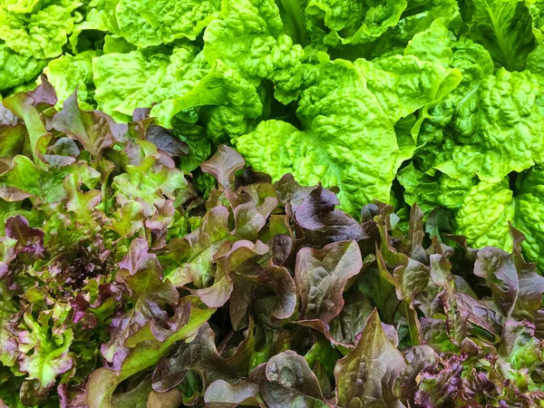 Grøn og rød salat vokser i haven - Stock-foto