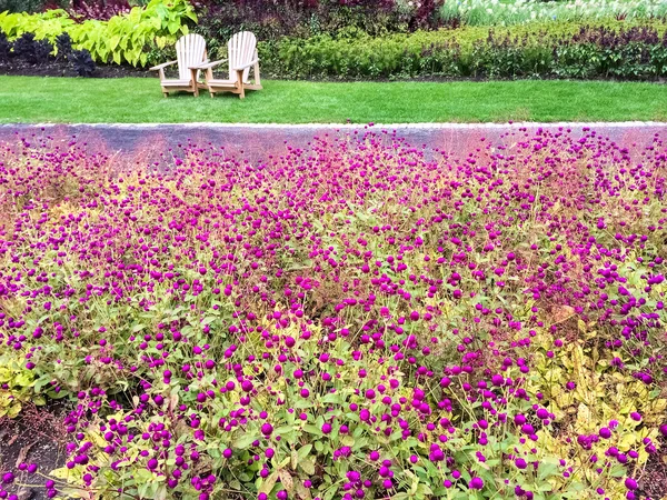 Tuin met paarse bloemen en houten stoelen — Stockfoto