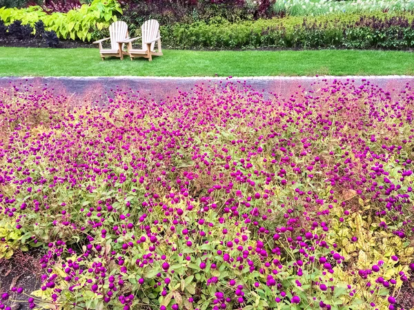 Garden with purple flowers and wooden chairs — Stock Photo, Image