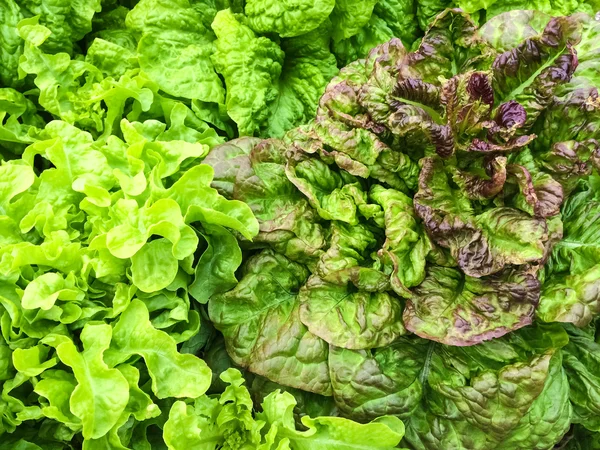 Fresh lettuce growing in the garden — Stock Photo, Image