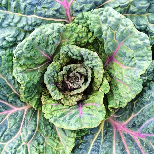 Colorsa Savoy cabbage — Stock Photo, Image