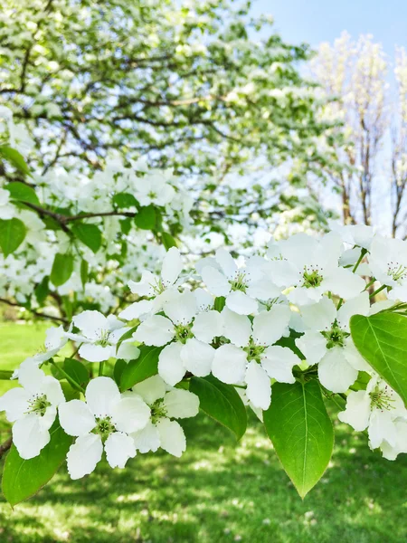 White blossom of apple trees — Stock Photo, Image