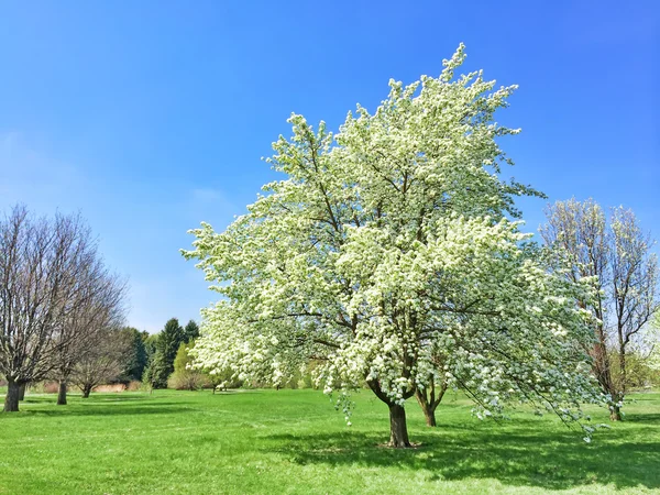 White blooming tree in spring garden — Stock Image White blooming tree in spring garden Royalty Free Stock Images