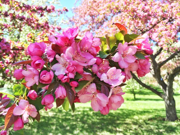 粉红苹果树开花 — 图库照片