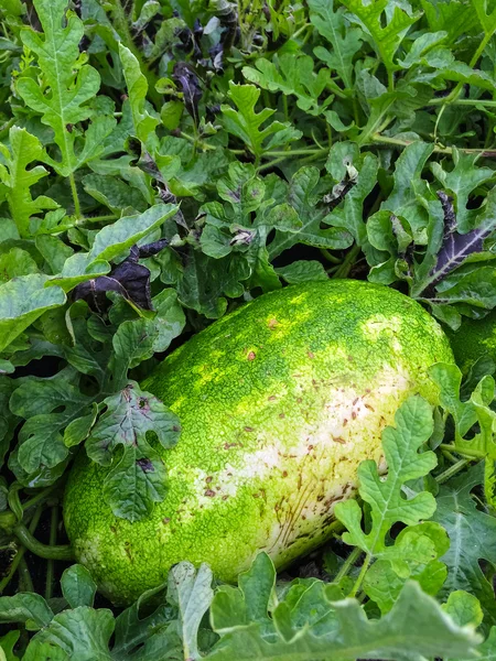 Wassermelone wächst auf dem Feld — Stockfoto