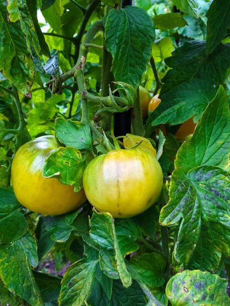 Tomaten reifen an einem Weinstock — Stockfoto