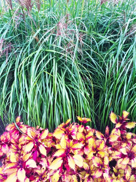 Colorful ornamental plants and grass — Stock Photo, Image