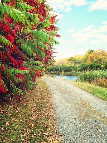 Köy yolunda ve renkli sonbahar ağaçlar — Stok fotoğraf