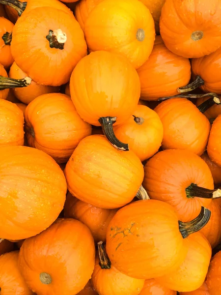 Bright orange pumpkins — Stock Photo, Image