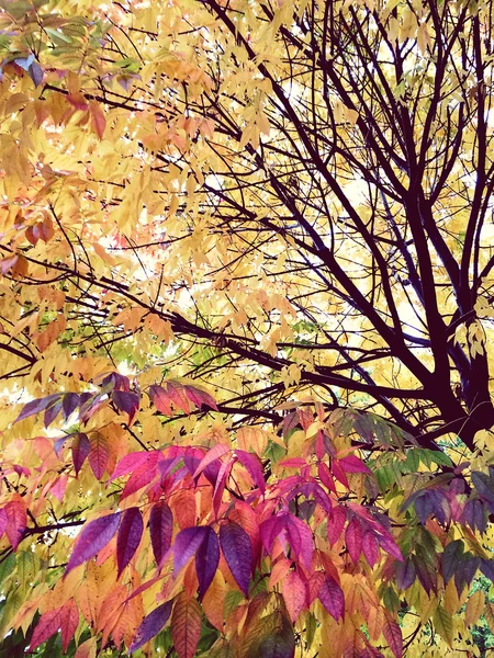 가 자주색 황금 나무 — 스톡 사진