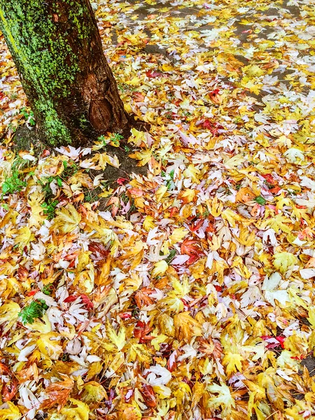 Árbol musgoso y hojas doradas de otoño —  Fotos de Stock