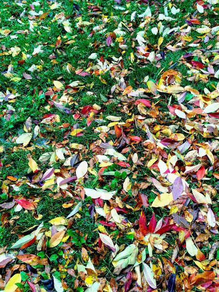 Feuilles d'automne colorées sur herbe verte — Photo