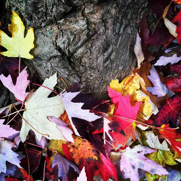 Baumstamm und helle Herbstblätter — Stockfoto