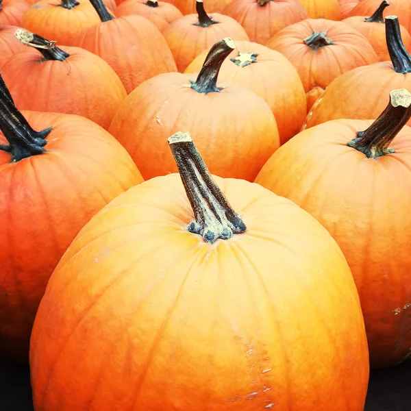 Big orange pumpkins — Stock Photo, Image