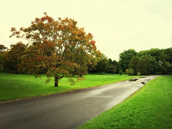 Día lluvioso a principios de otoño —  Fotos de Stock