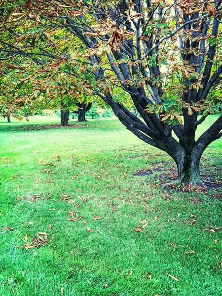 Kastanienbäume im Frühherbst — Stockfoto