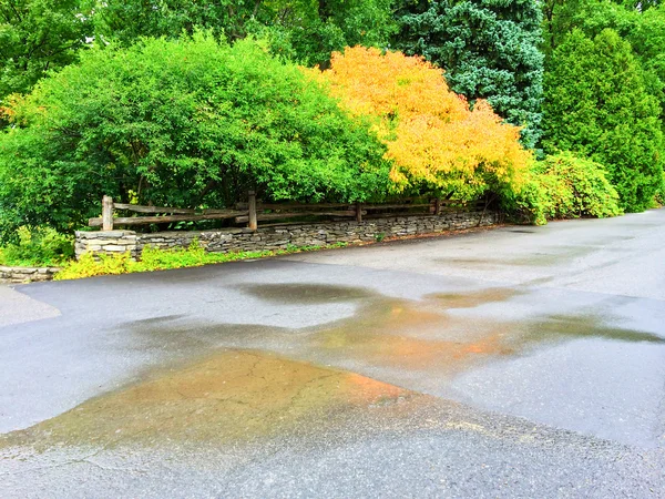 Kleurrijke bomen in het vroege najaar — Stockfoto