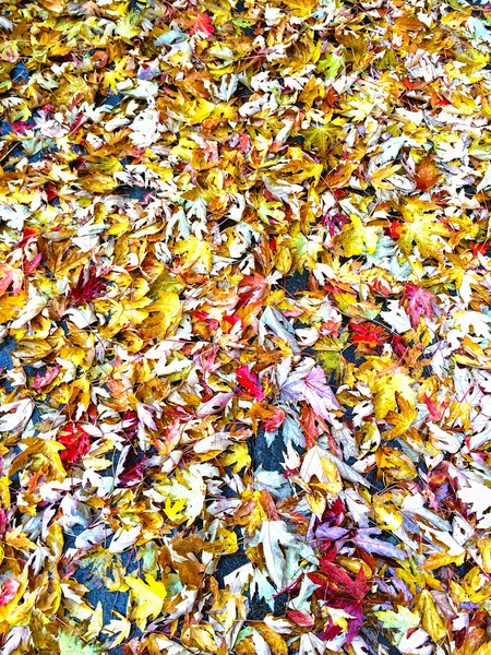 Kleurrijke esdoorn bladeren achtergrond — Stockfoto