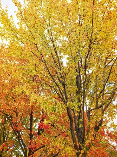 Alberi d'autunno dorati — Foto Stock