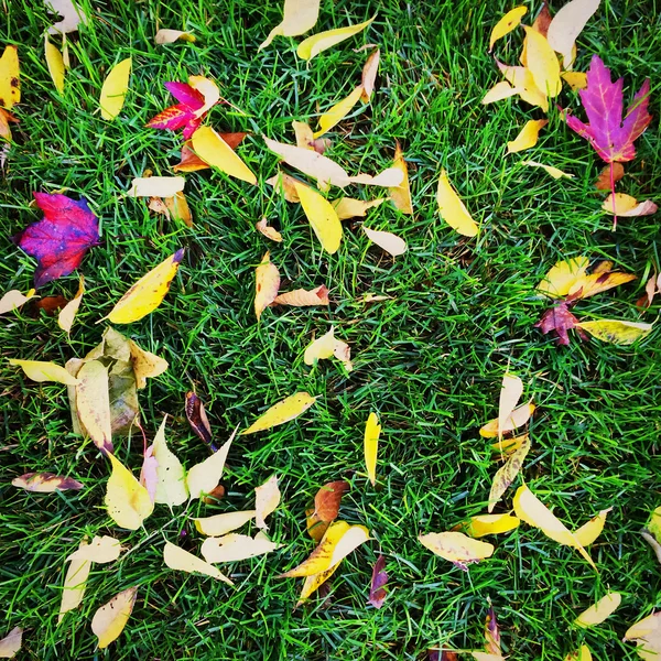 Heldere herfstbladeren op groen gras — Stockfoto