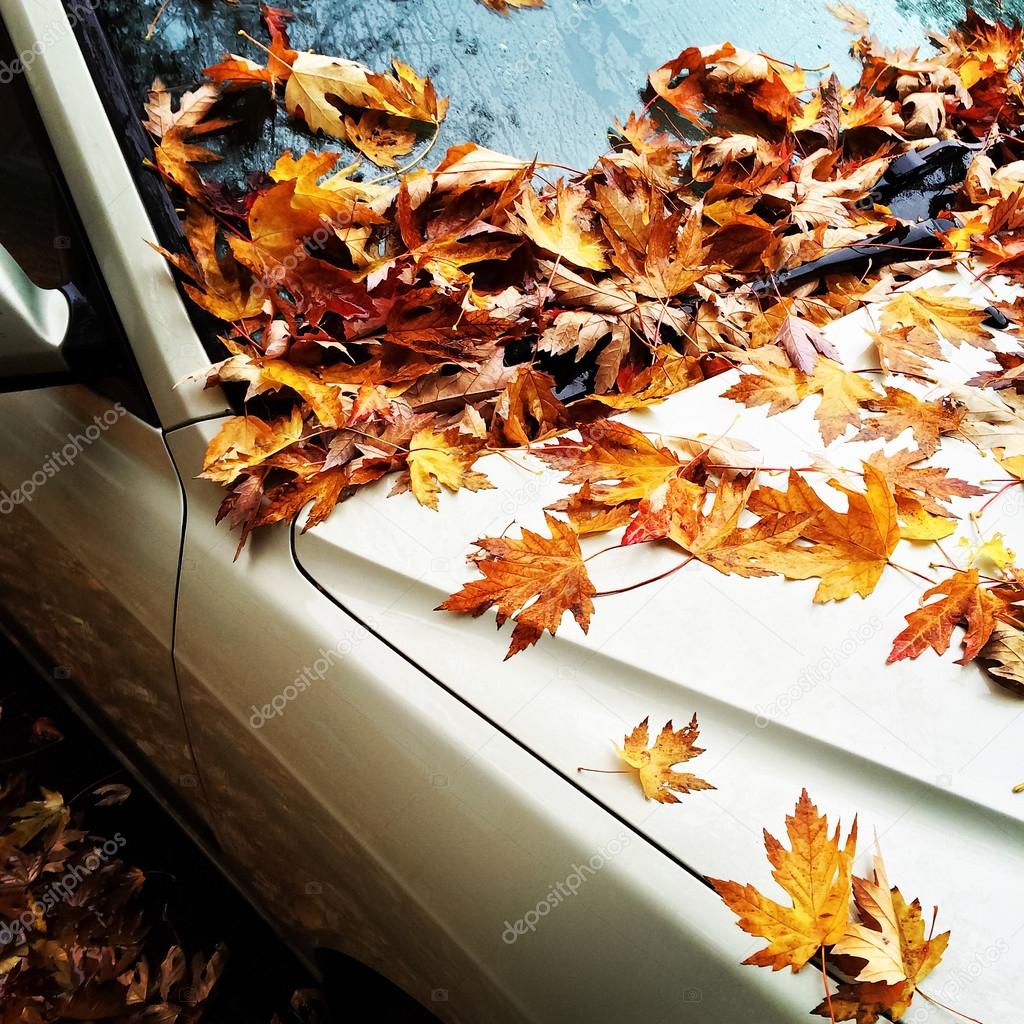 Maple leaves on a car