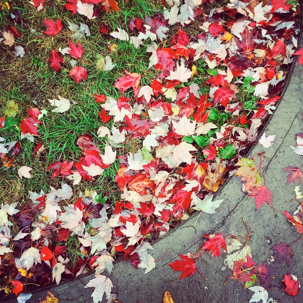 Feuilles d'érable rouges sur herbe verte — Photo