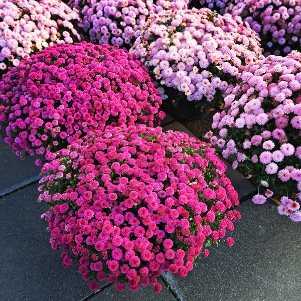 Purpurrote Chrysanthemen — Stockfoto