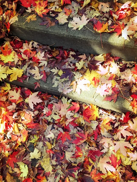 Red and golden maple leaves on stone steps — Stock Photo, Image