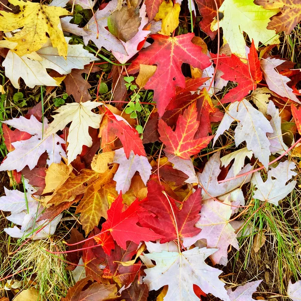 Feuilles d'érable colorées fond — Photo