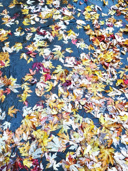 Gele maple verlaat op nat asfalt — Stockfoto