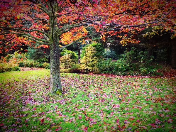 Mooie herfst landschap vol met kleuren — Stockfoto