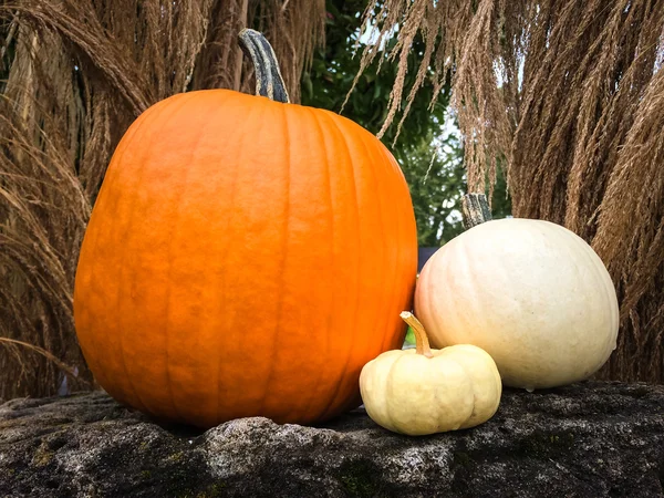 Pumpor decorating en trädgård — Stockfoto