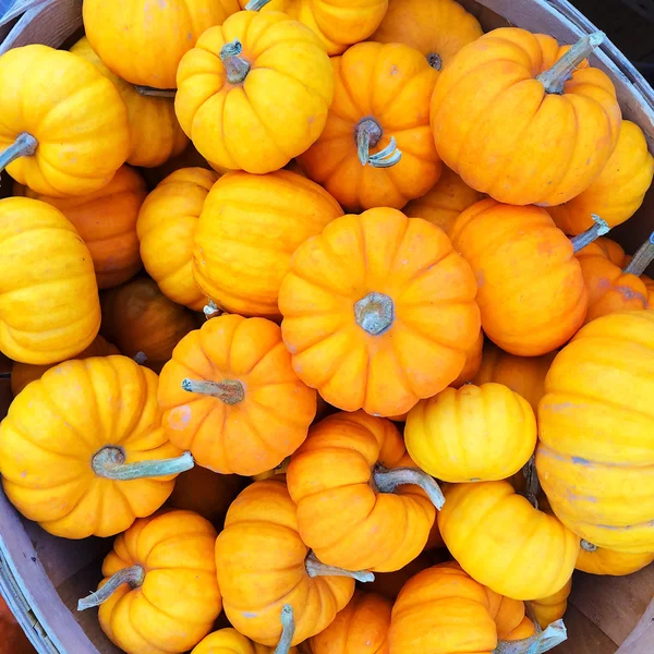 Orange pumpkins in a basket — Stock Photo, Image