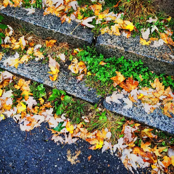 Feuilles d'automne colorées sur des marches en pierre — Photo