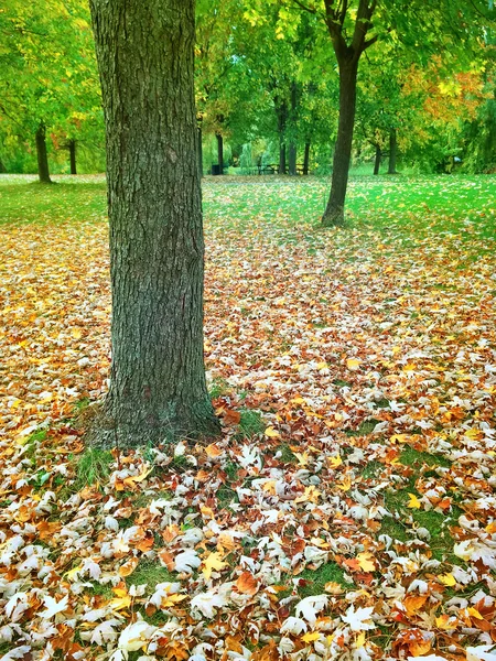 Herfstpark met esdoornbomen — Stockfoto