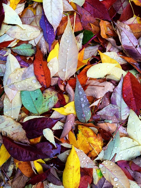 色彩鲜艳的秋叶在雨滴 — 图库照片