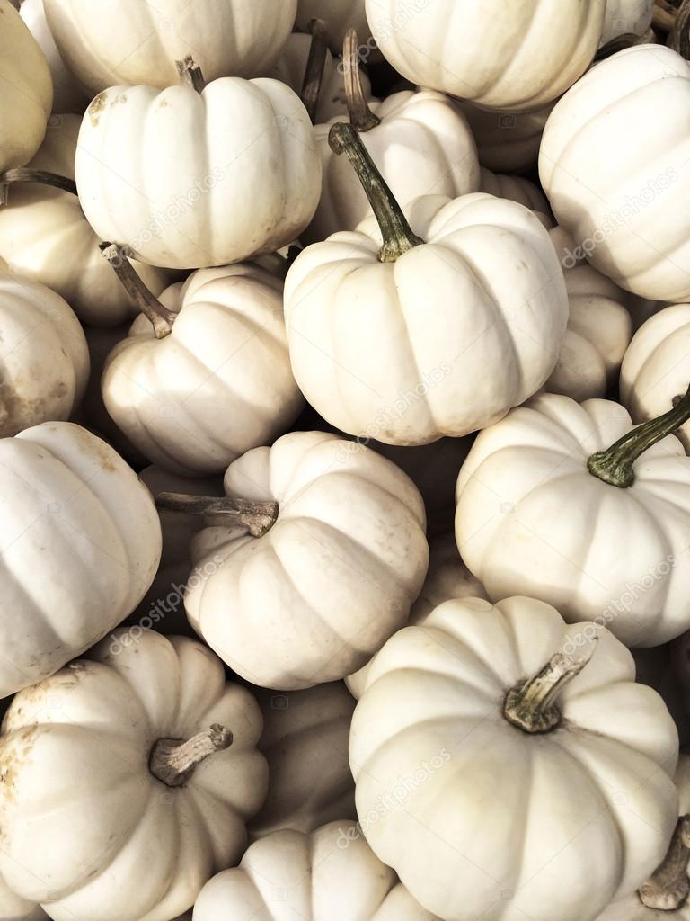 White Baby Boo pumpkins